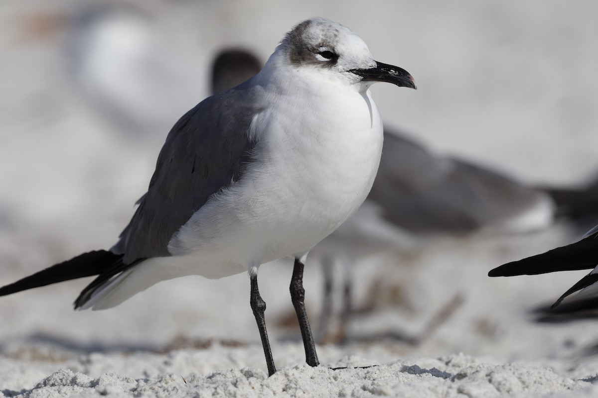 ワライカモメ - ML647895150