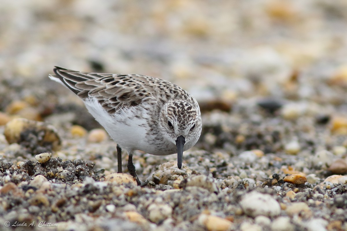 Semipalmated Sandpiper - ML647895153