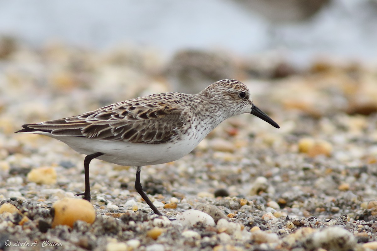 Semipalmated Sandpiper - ML647895162