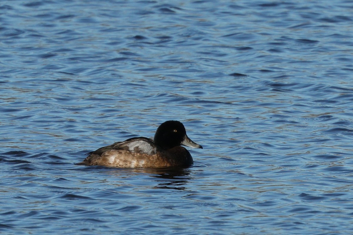 Морская чернеть - ML647895184