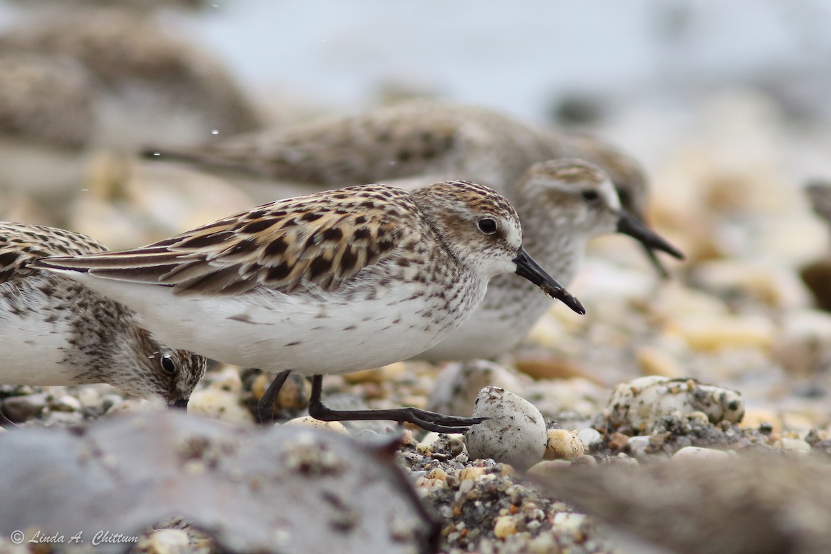 Semipalmated Sandpiper - ML647895221