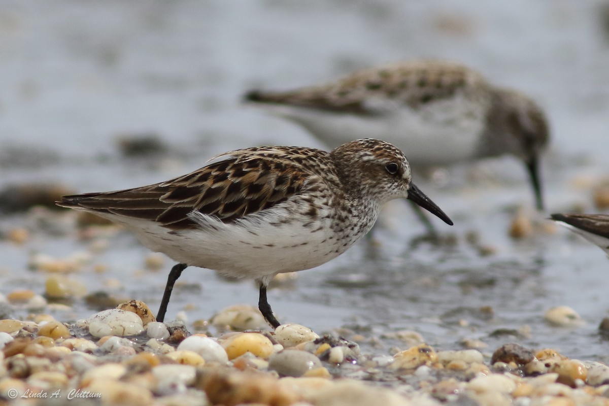 Semipalmated Sandpiper - ML647895251