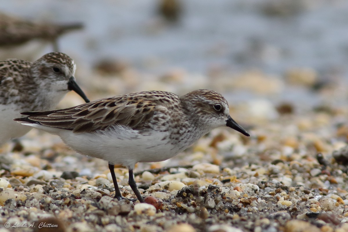 Semipalmated Sandpiper - ML647895263