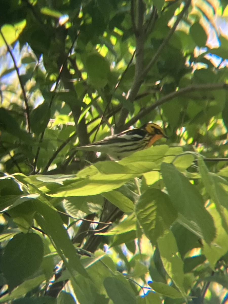 Blackburnian Warbler - ML647895266