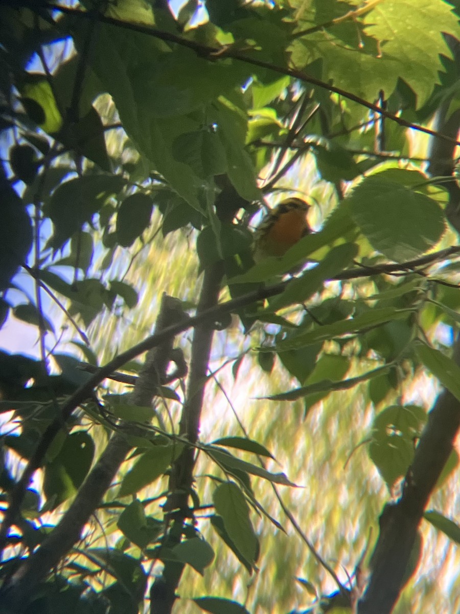 Blackburnian Warbler - ML647895267