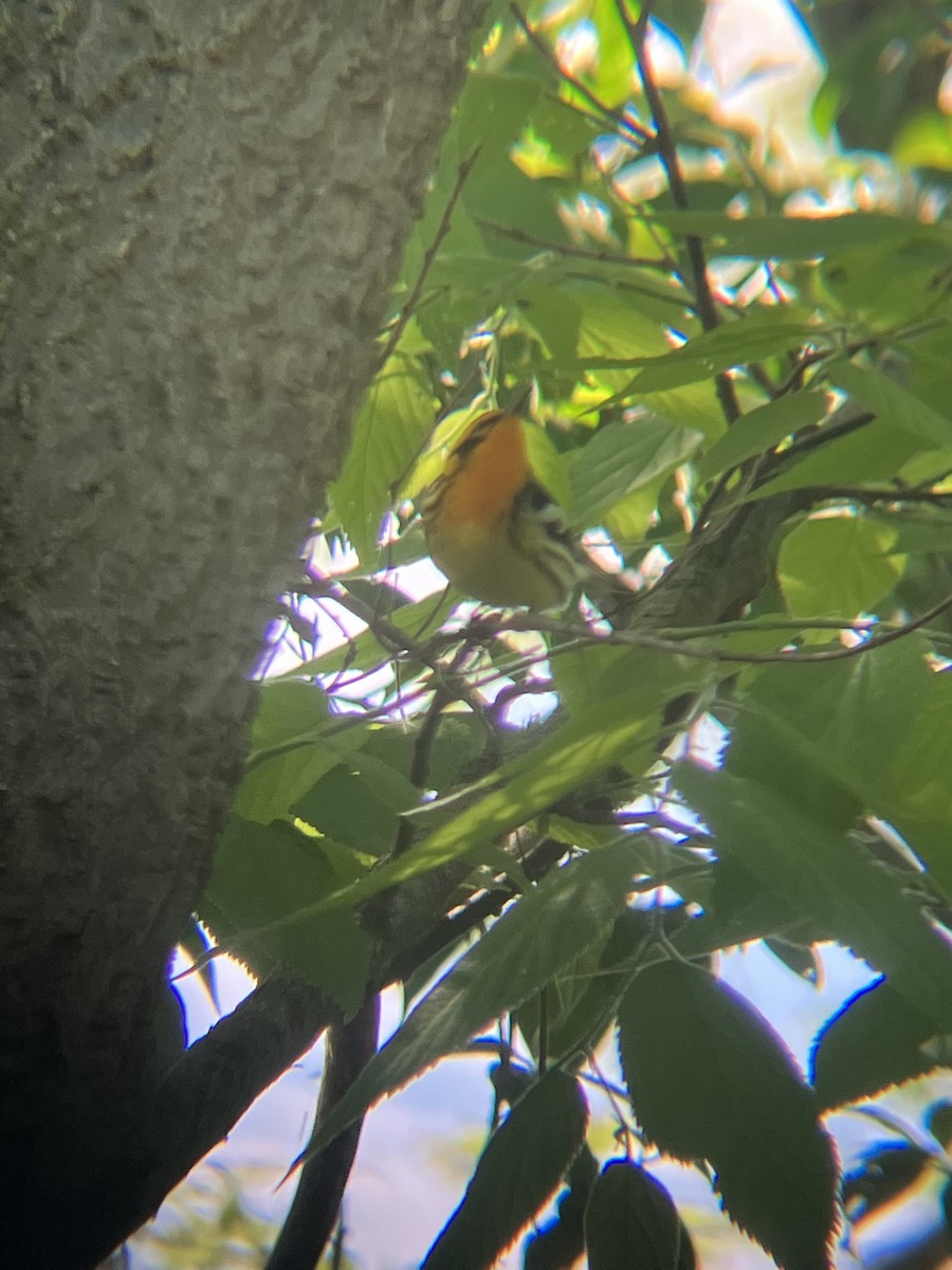 Blackburnian Warbler - ML647895268
