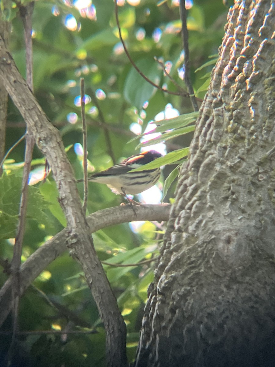 Blackburnian Warbler - ML647895269