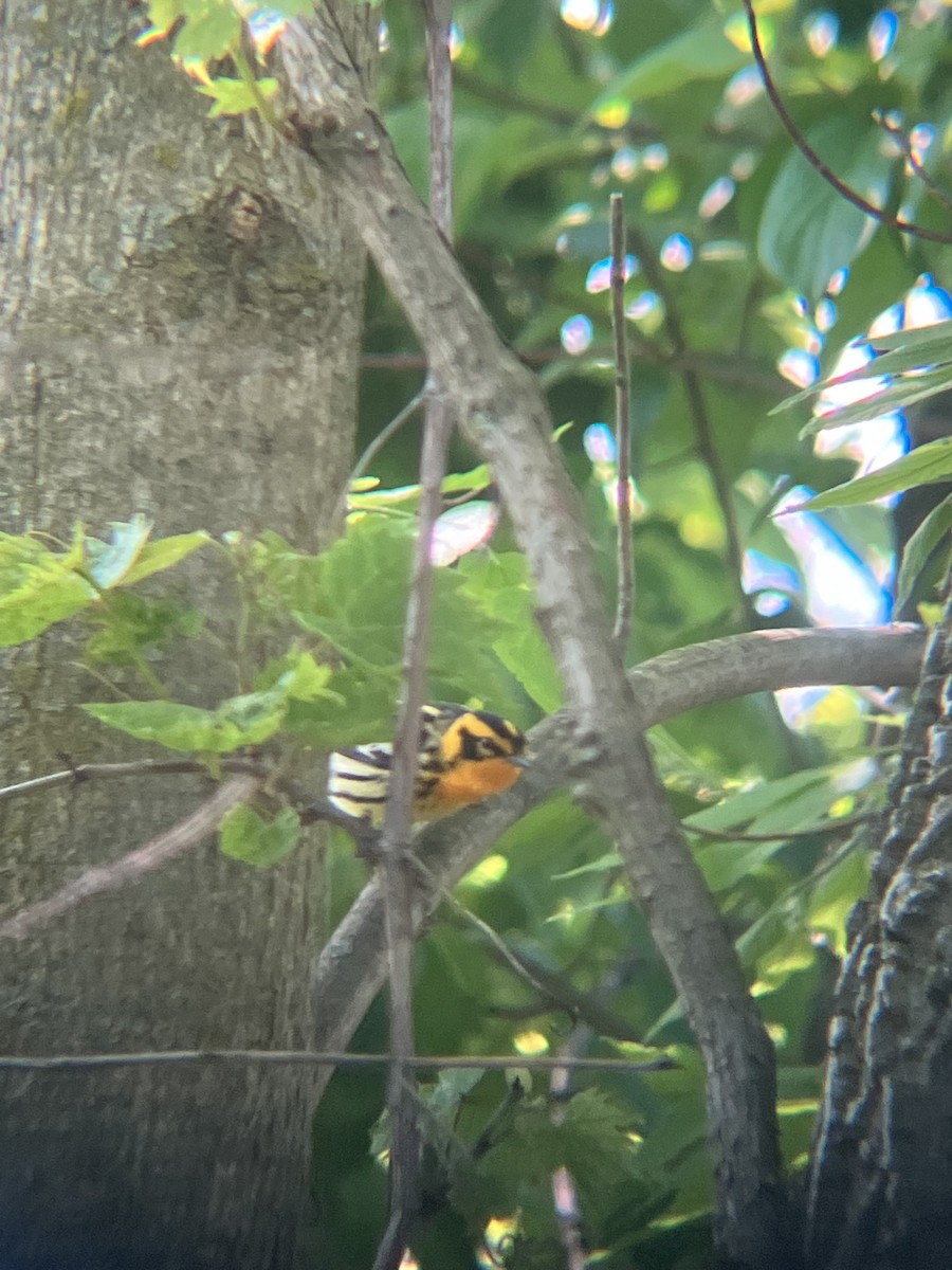 Blackburnian Warbler - ML647895270