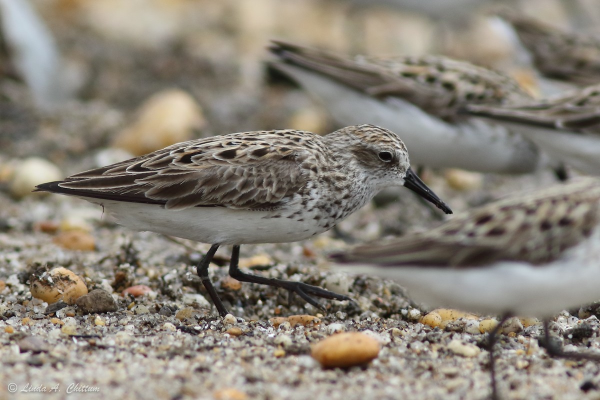 Semipalmated Sandpiper - ML647895291