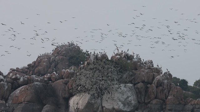 Asian Openbill - ML647895306