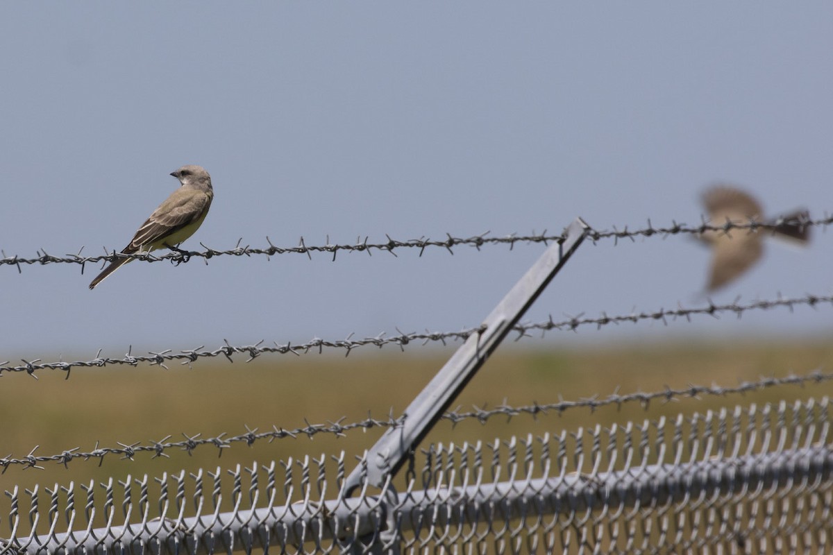 Western Kingbird - ML64789531