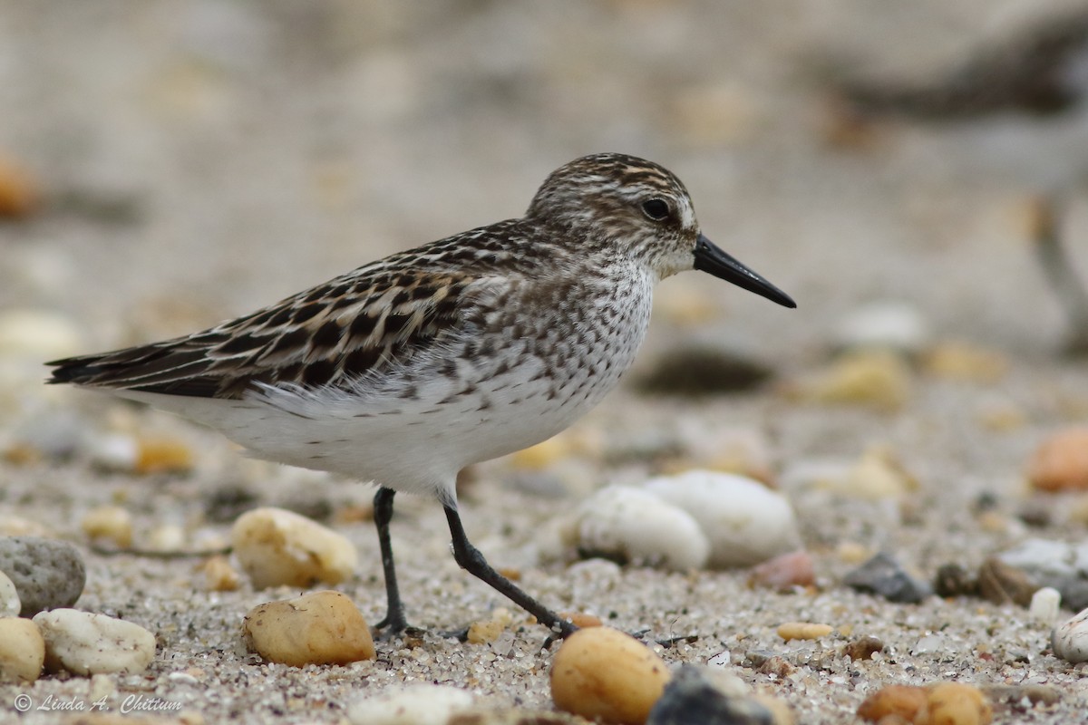 Semipalmated Sandpiper - ML647895310