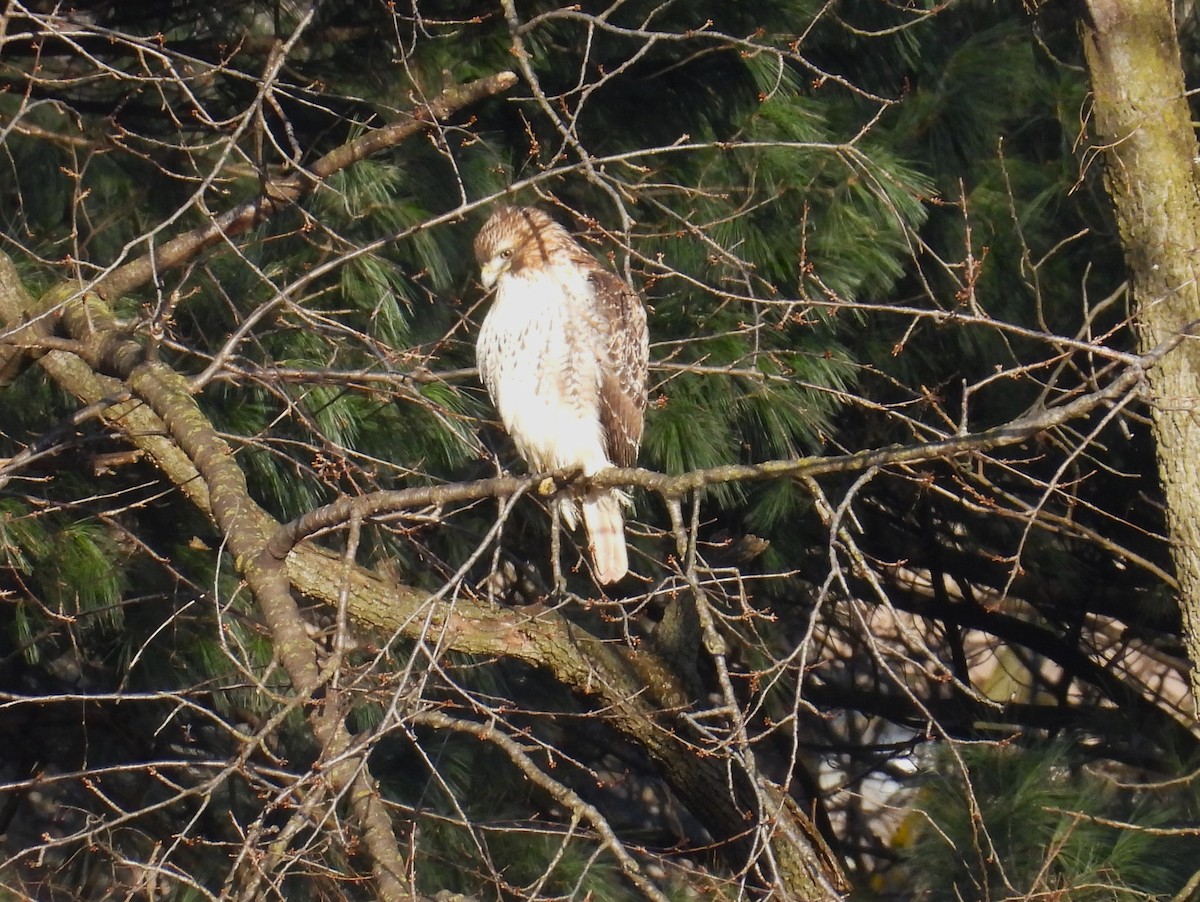 Канюк неоарктичний - ML647895311