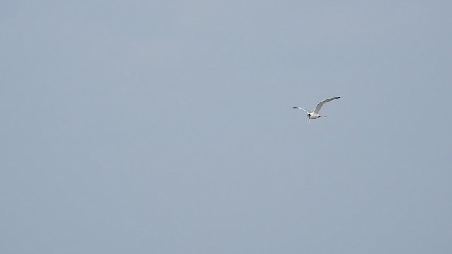Sandwich Tern - ML647895361