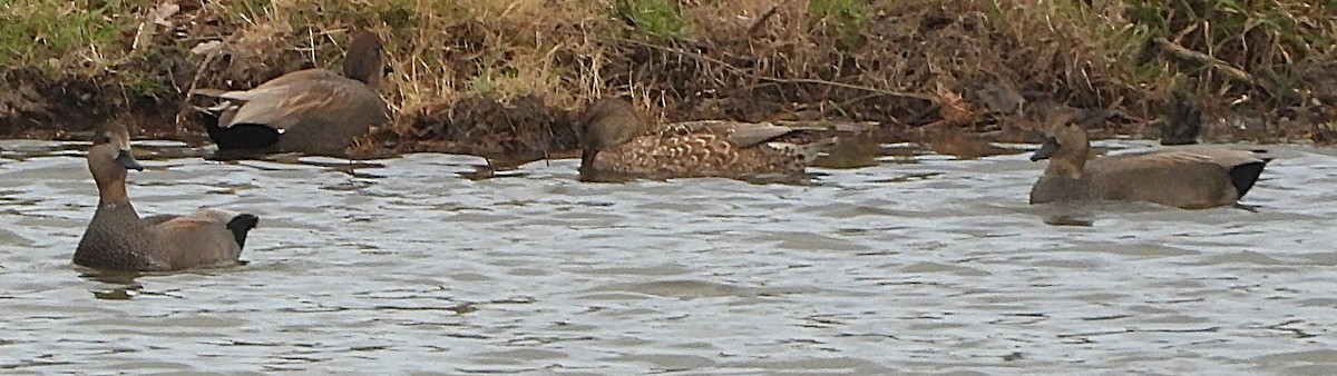 Ipar-ahatea - ML647895464