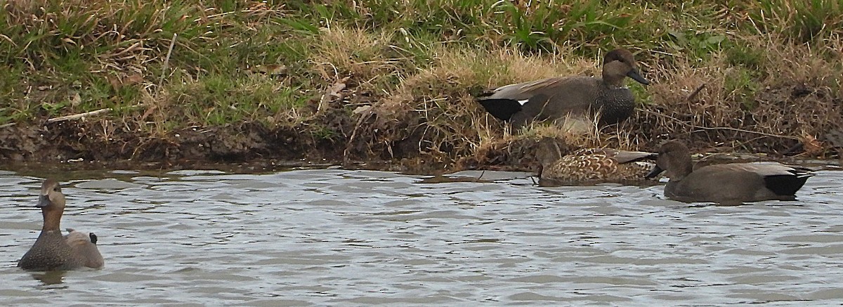 Ipar-ahatea - ML647895467