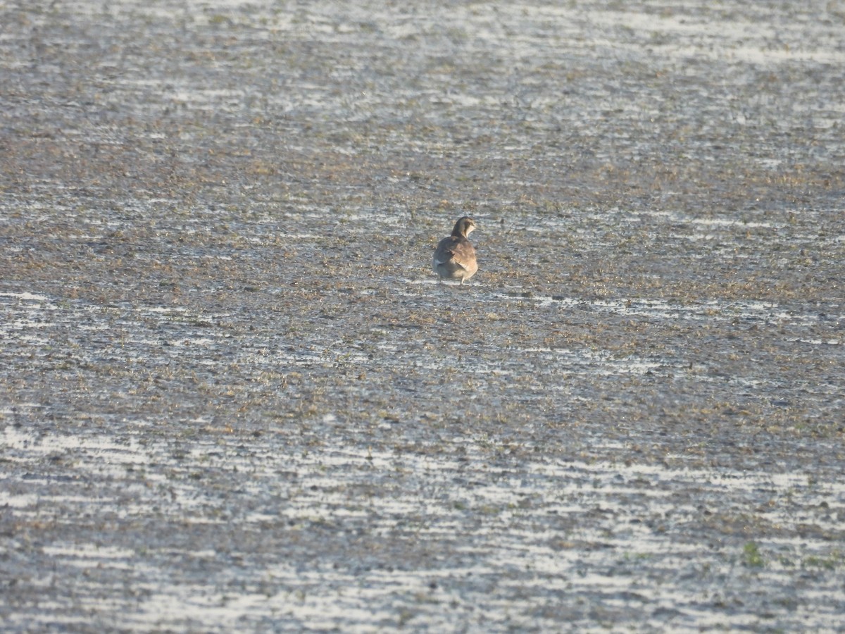 fasanbladhøne - ML647895475