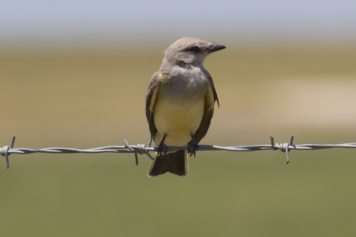 Western Kingbird - ML64789551