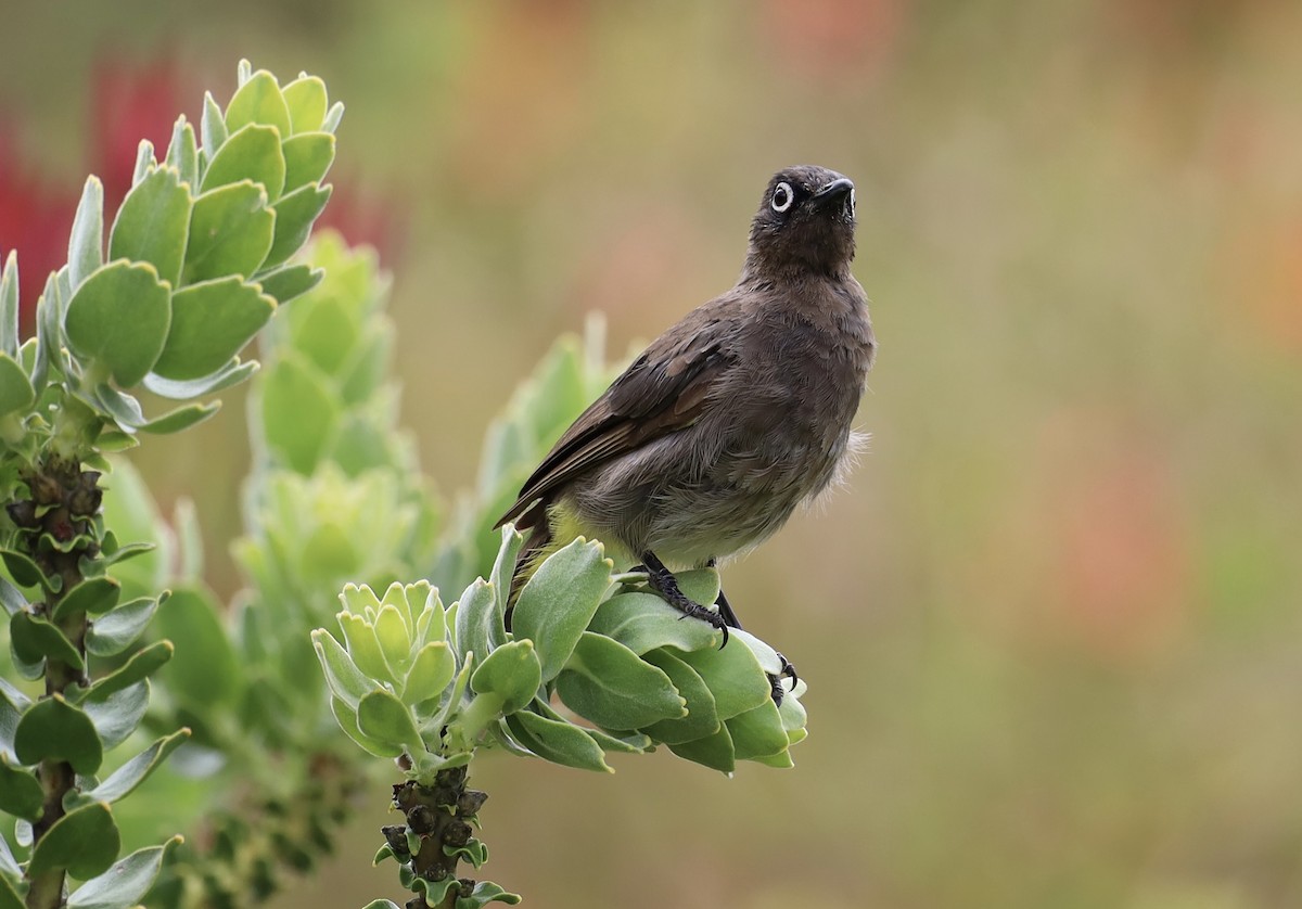 Cape Bulbul - ML647895528