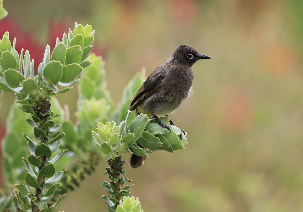 Cape Bulbul - ML647895529