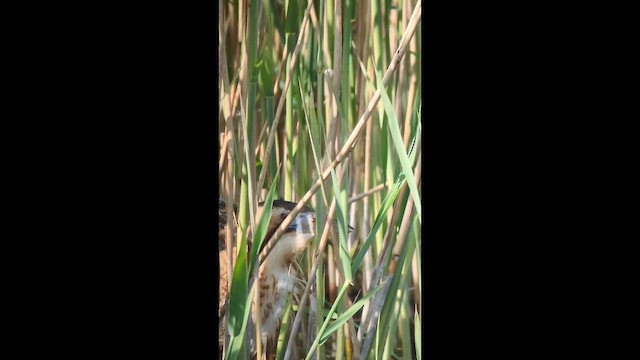 Eurasian Bittern - ML647895590