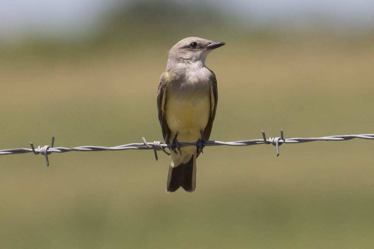 Western Kingbird - ML64789561