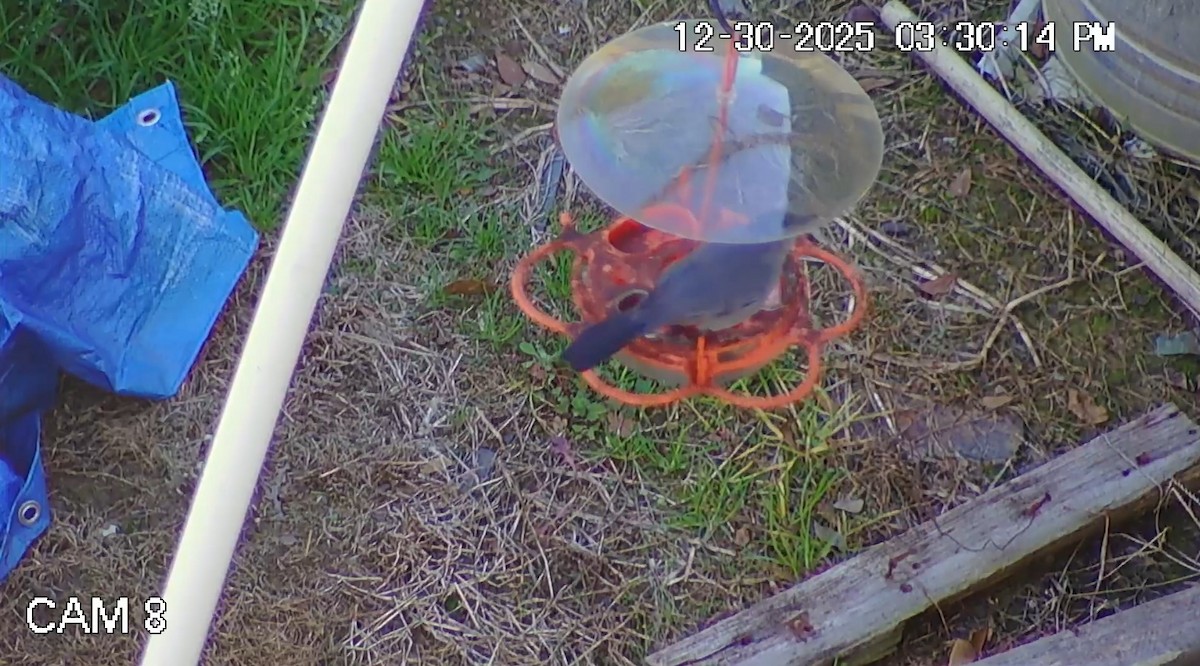 drozdec černohlavý - ML647895709