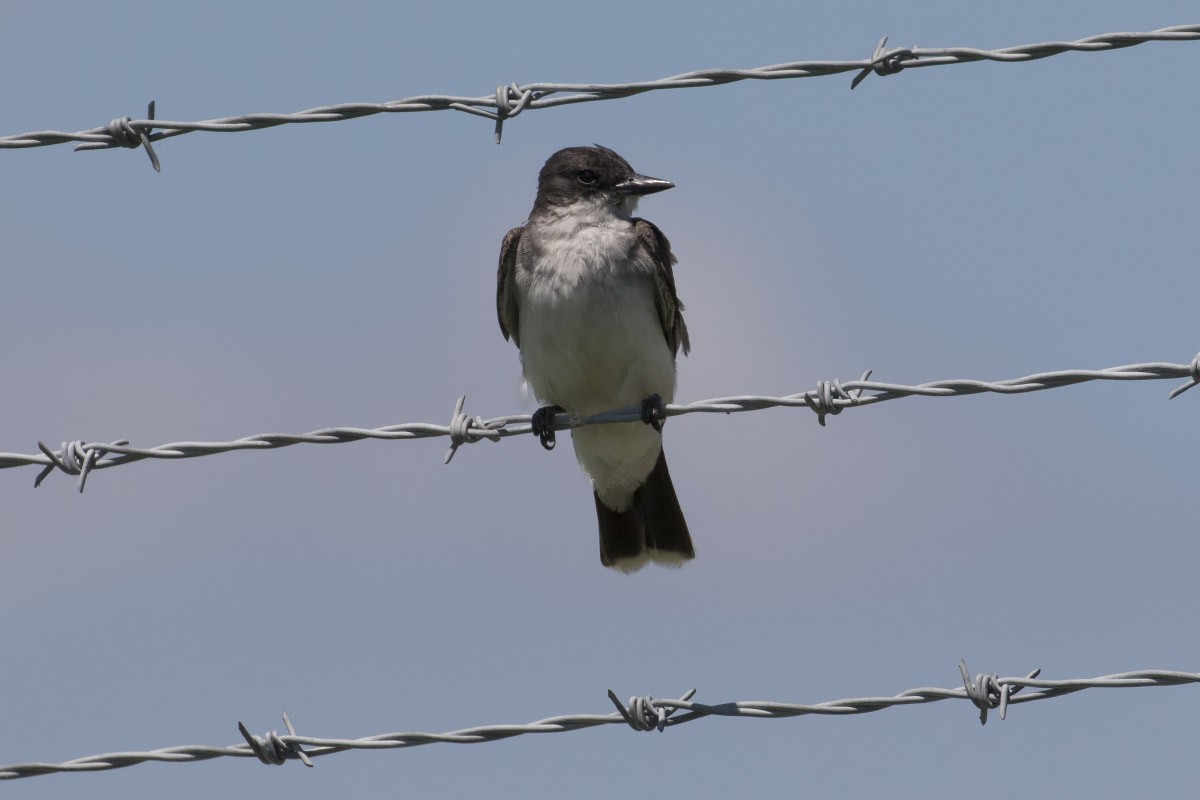 Eastern Kingbird - ML64789571