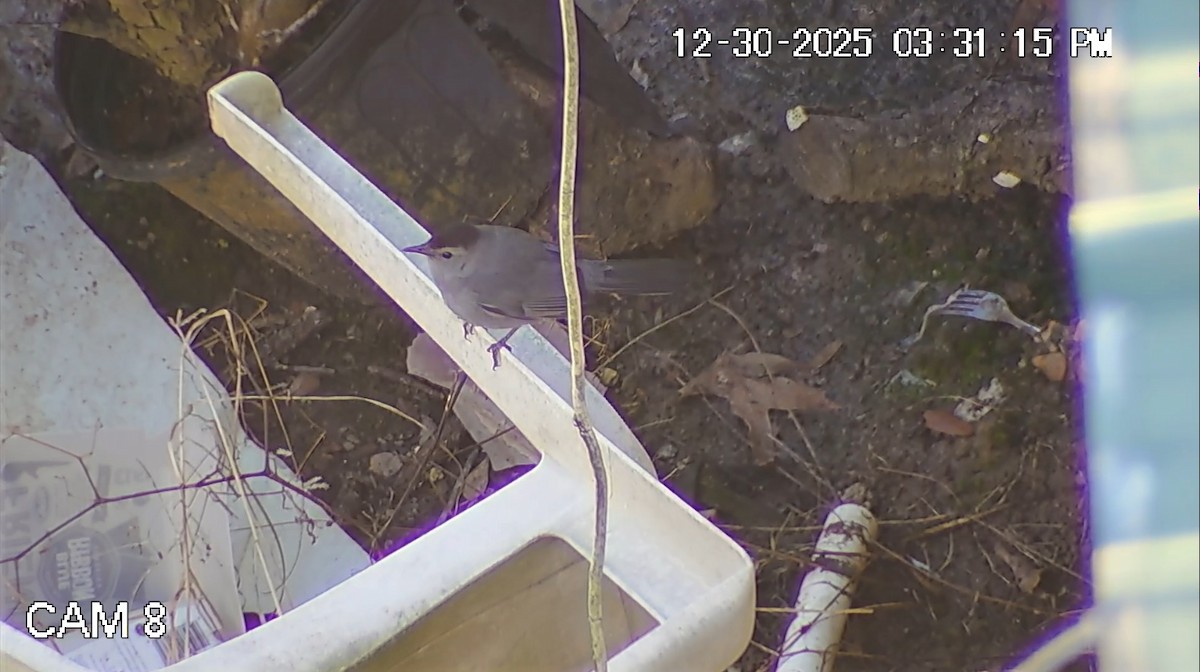 drozdec černohlavý - ML647895710