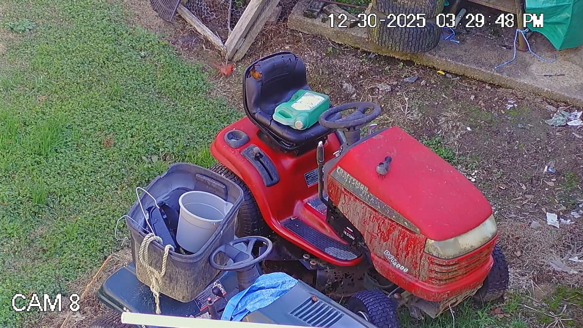 drozdec černohlavý - ML647895711