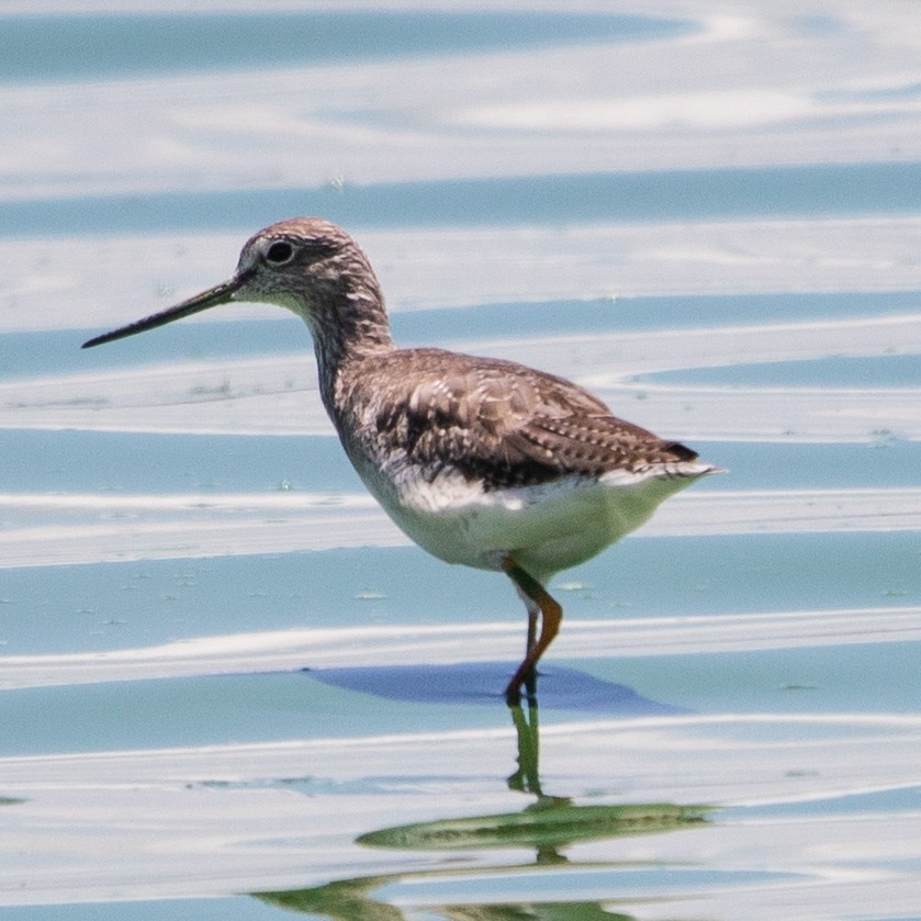 Greater Yellowlegs - ML647895739