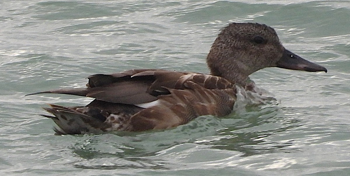 Ipar-ahatea - ML647895744