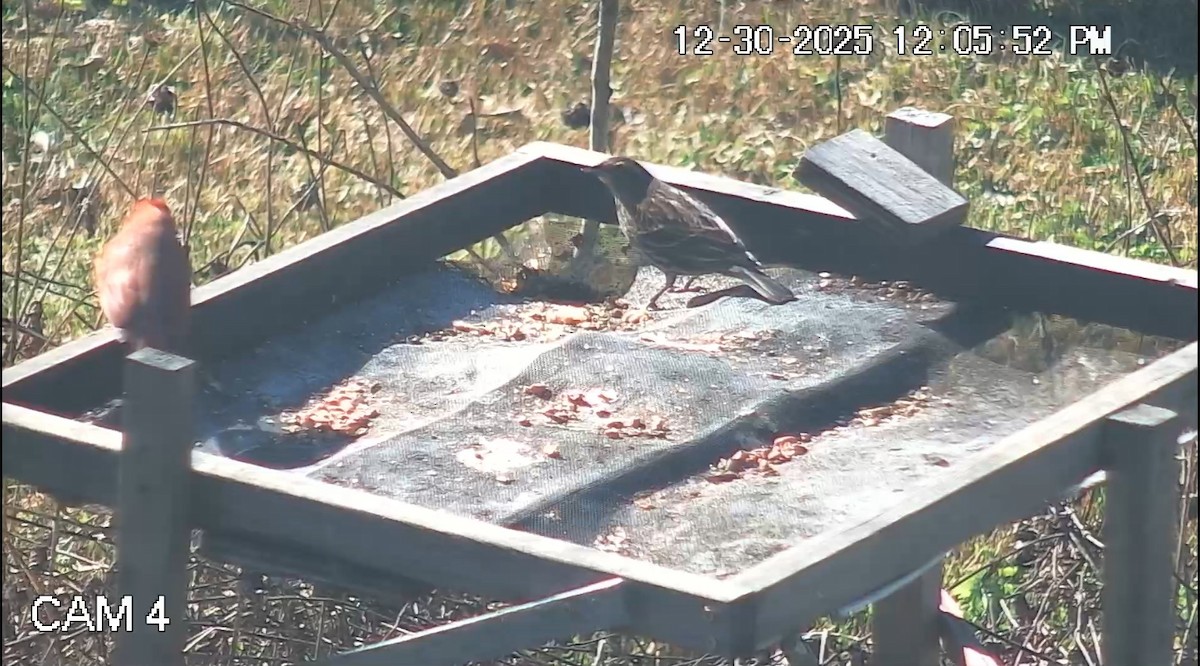 Red-winged Blackbird - ML647895747