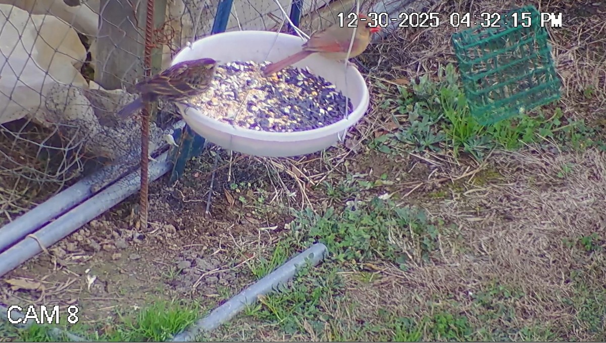 Red-winged Blackbird - ML647895748