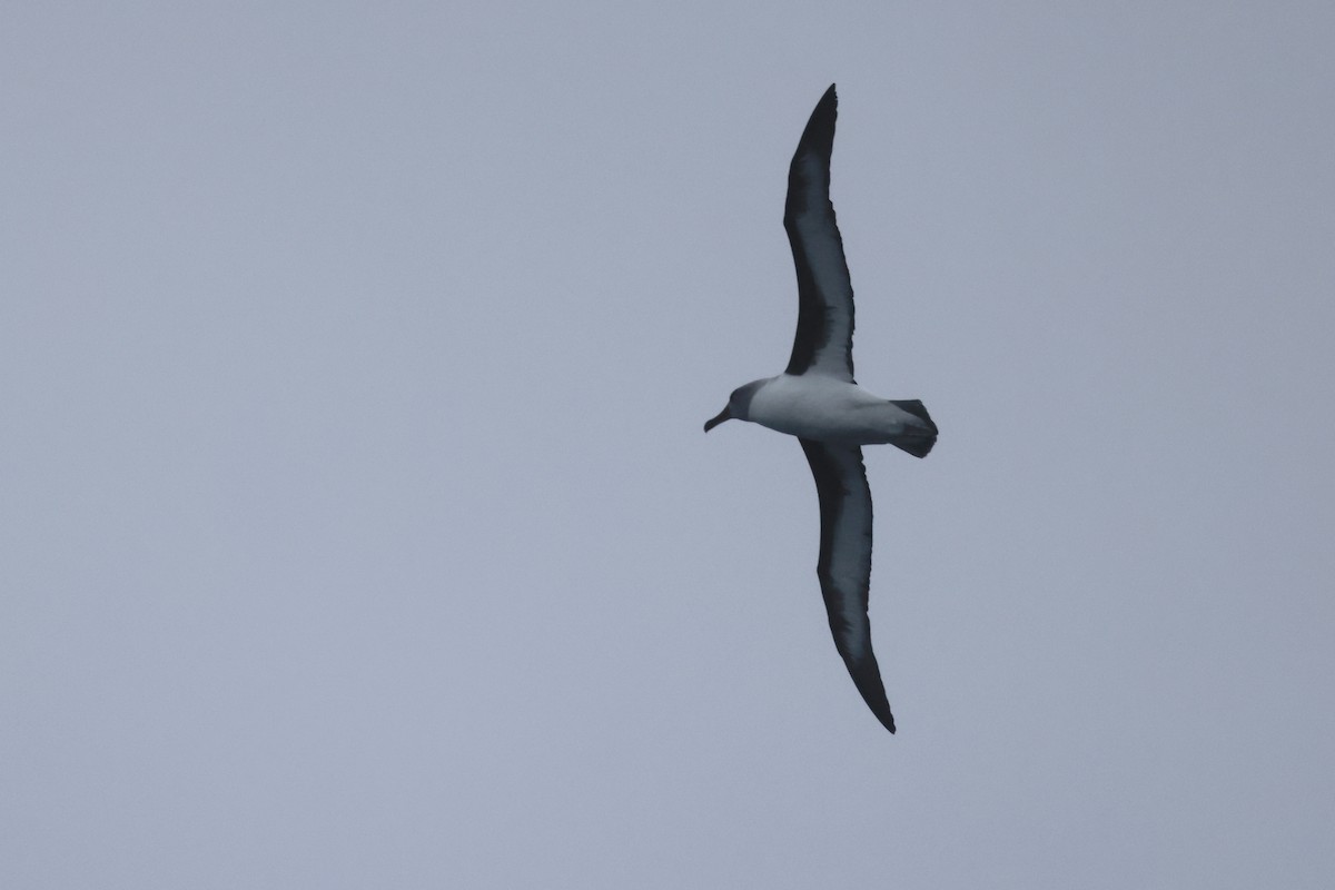 Gray-headed Albatross - ML647895760