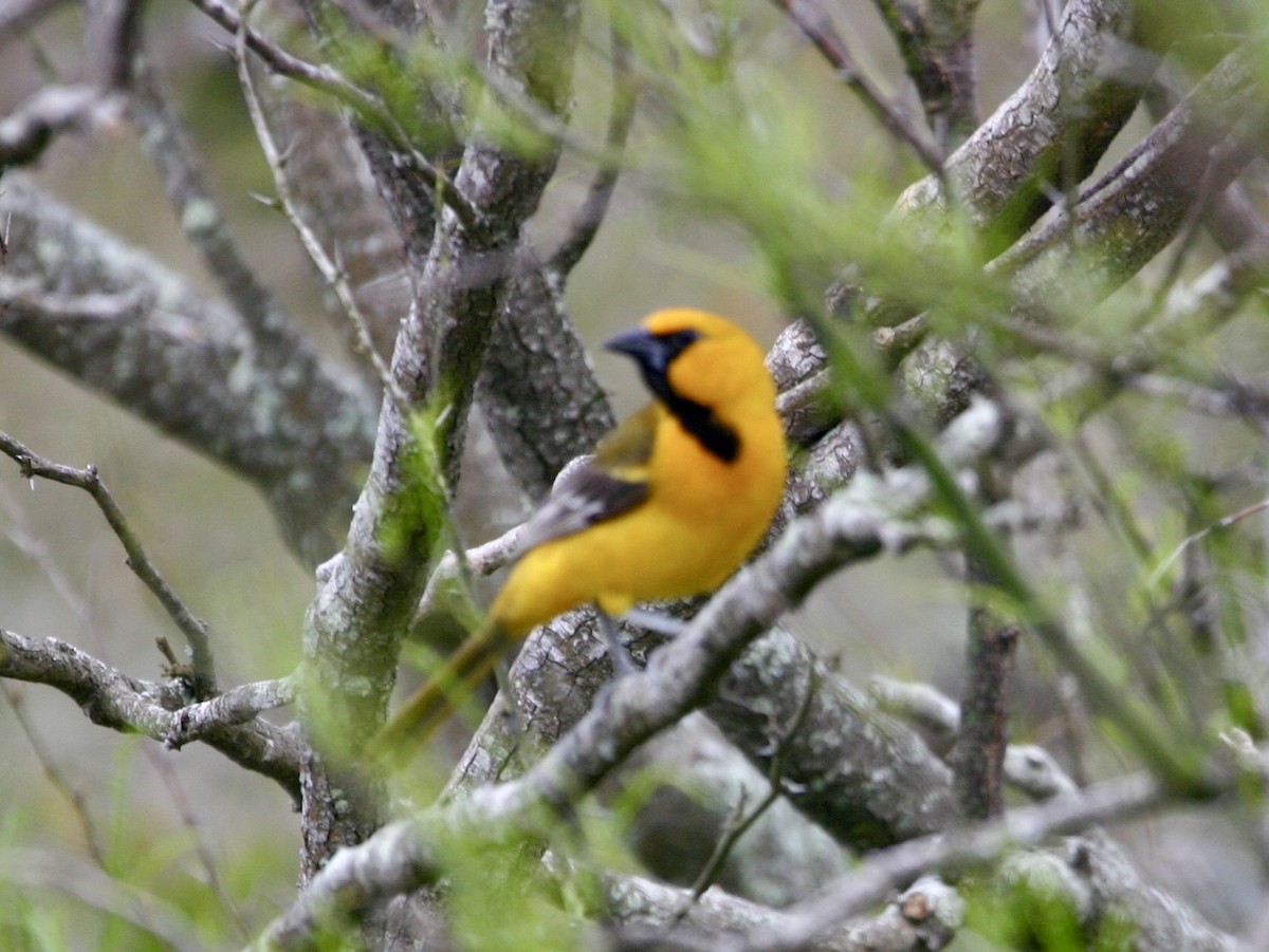 Altamira Oriole - ML647895765