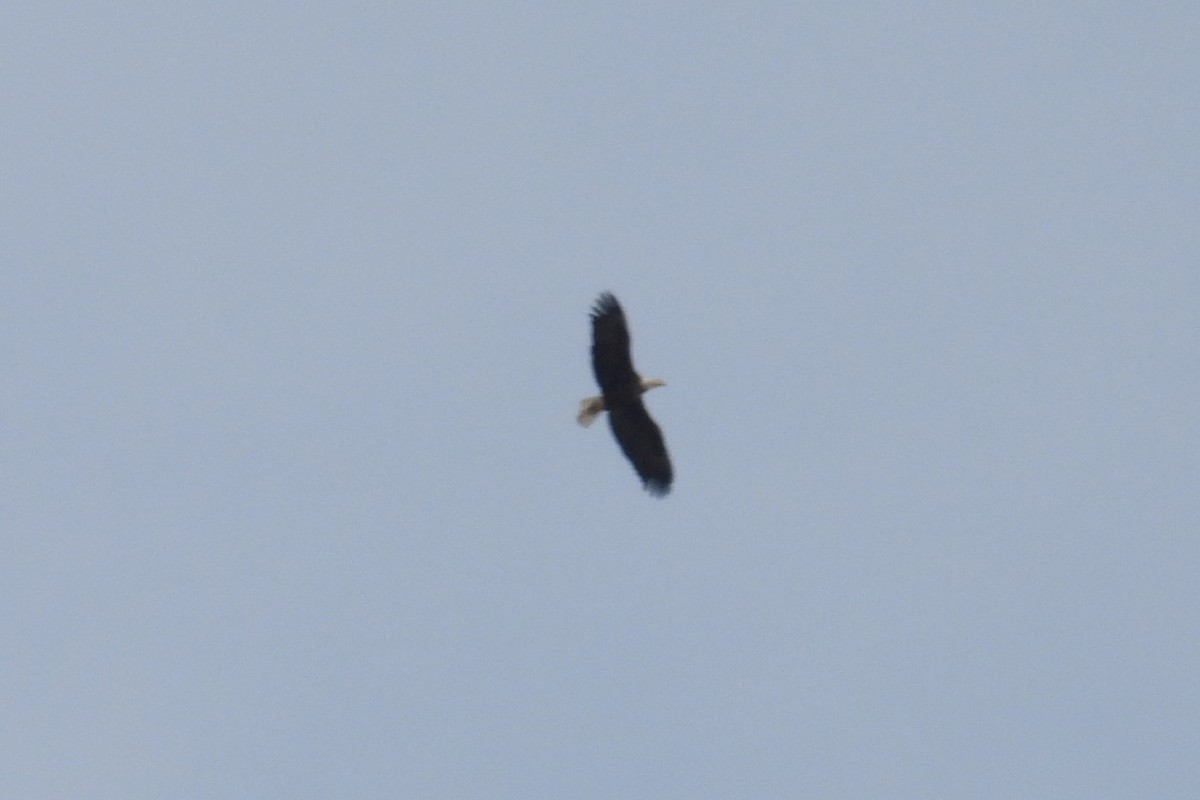 Орлан білоголовий - ML647895773