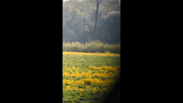 Montagu's Harrier - ML647895802