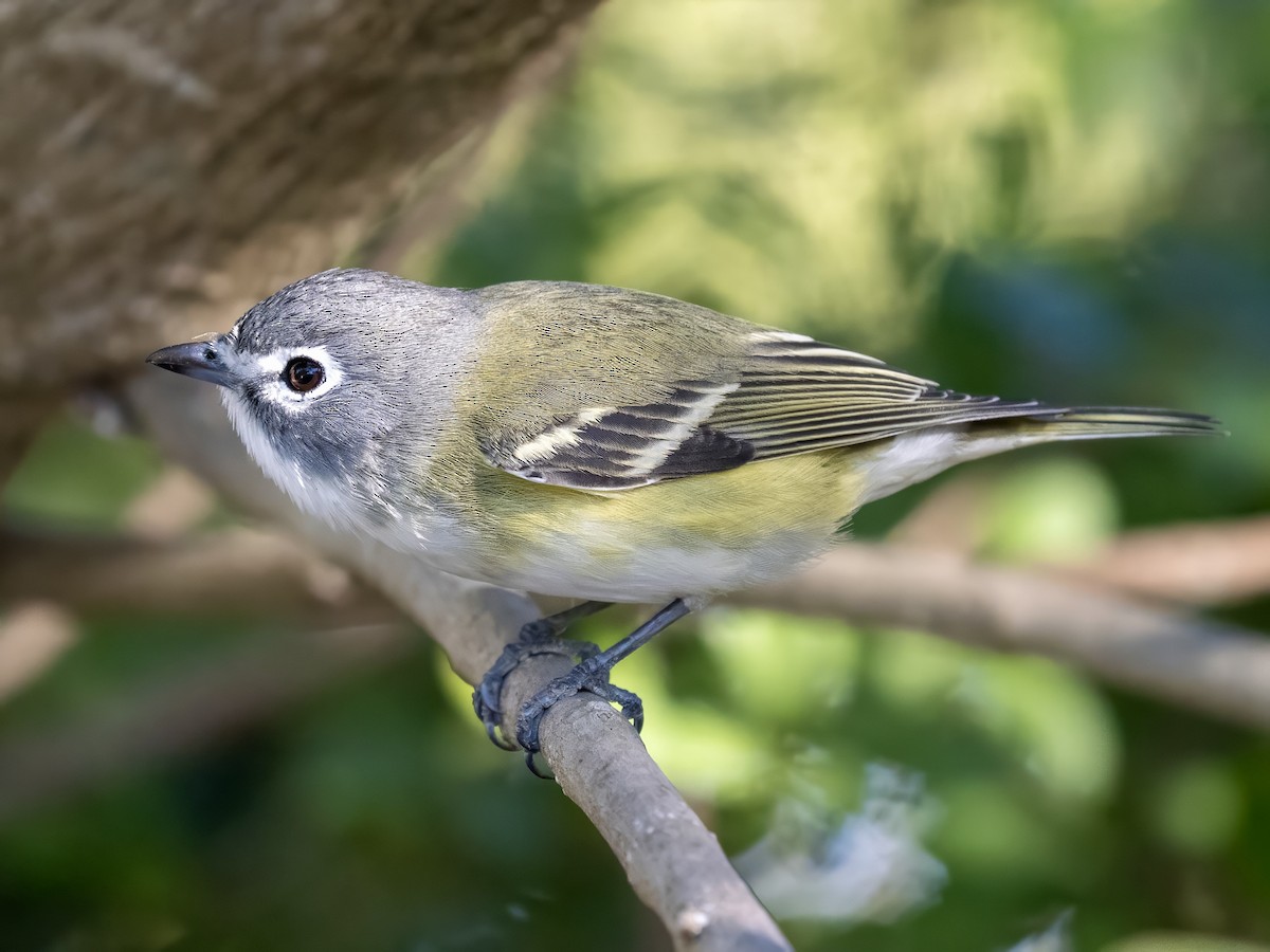 Blue-headed Vireo - ML647895810