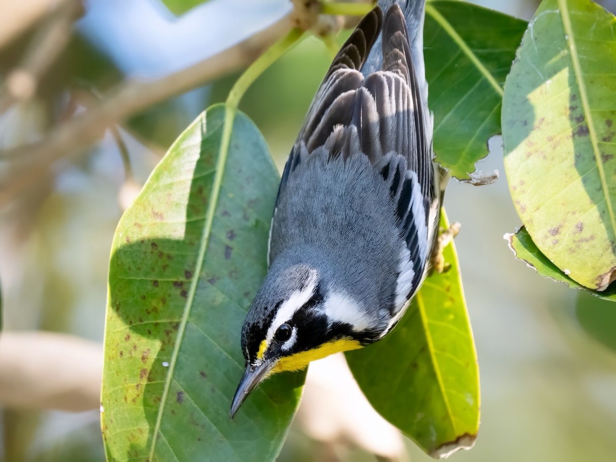 Paruline à gorge jaune - ML647895822