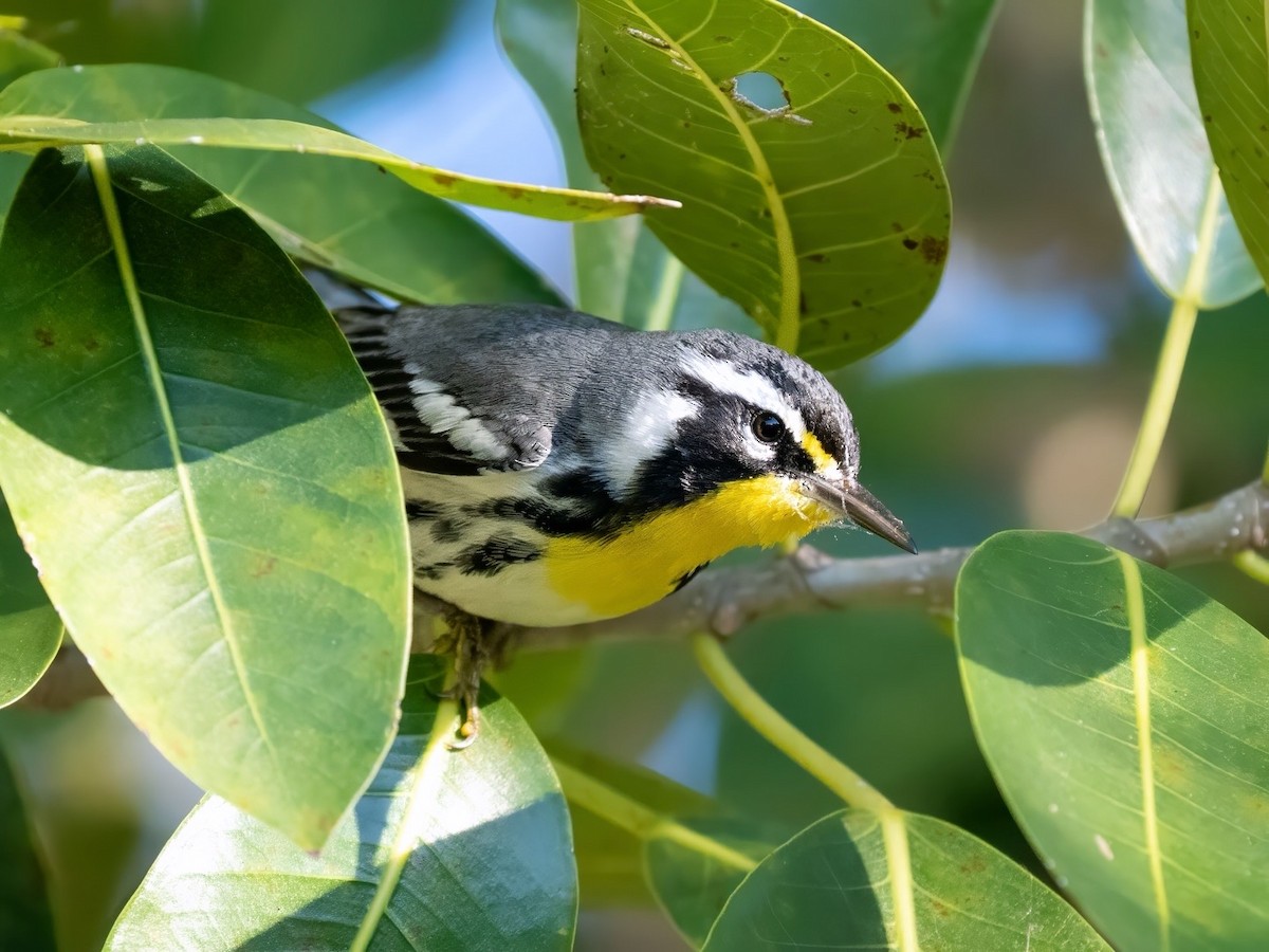Paruline à gorge jaune - ML647895823