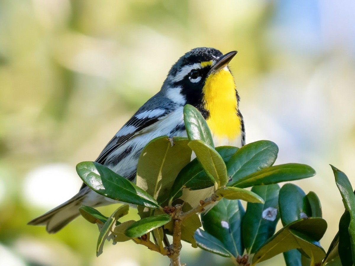Paruline à gorge jaune - ML647895824