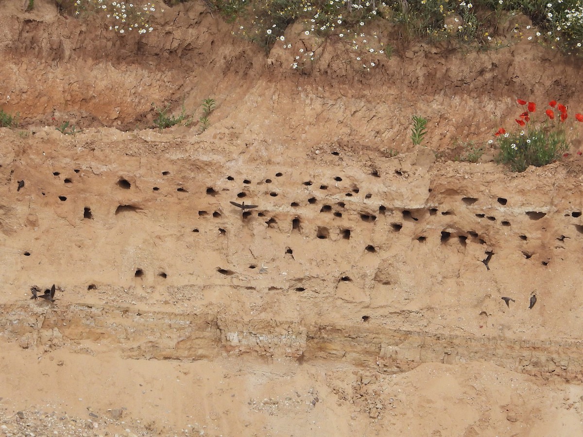 灰沙燕 - ML647895852