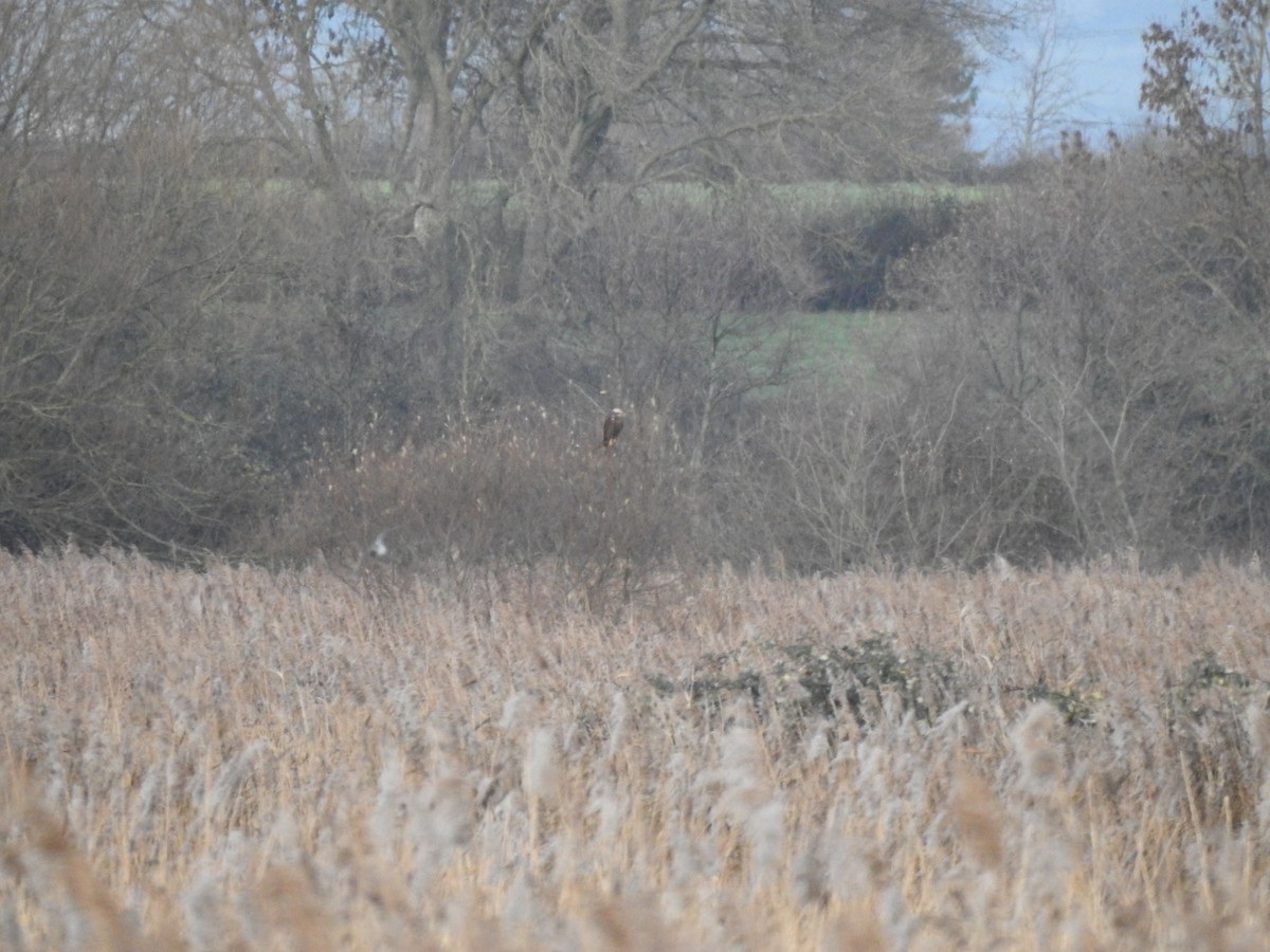 Western Marsh Harrier - ML647895862