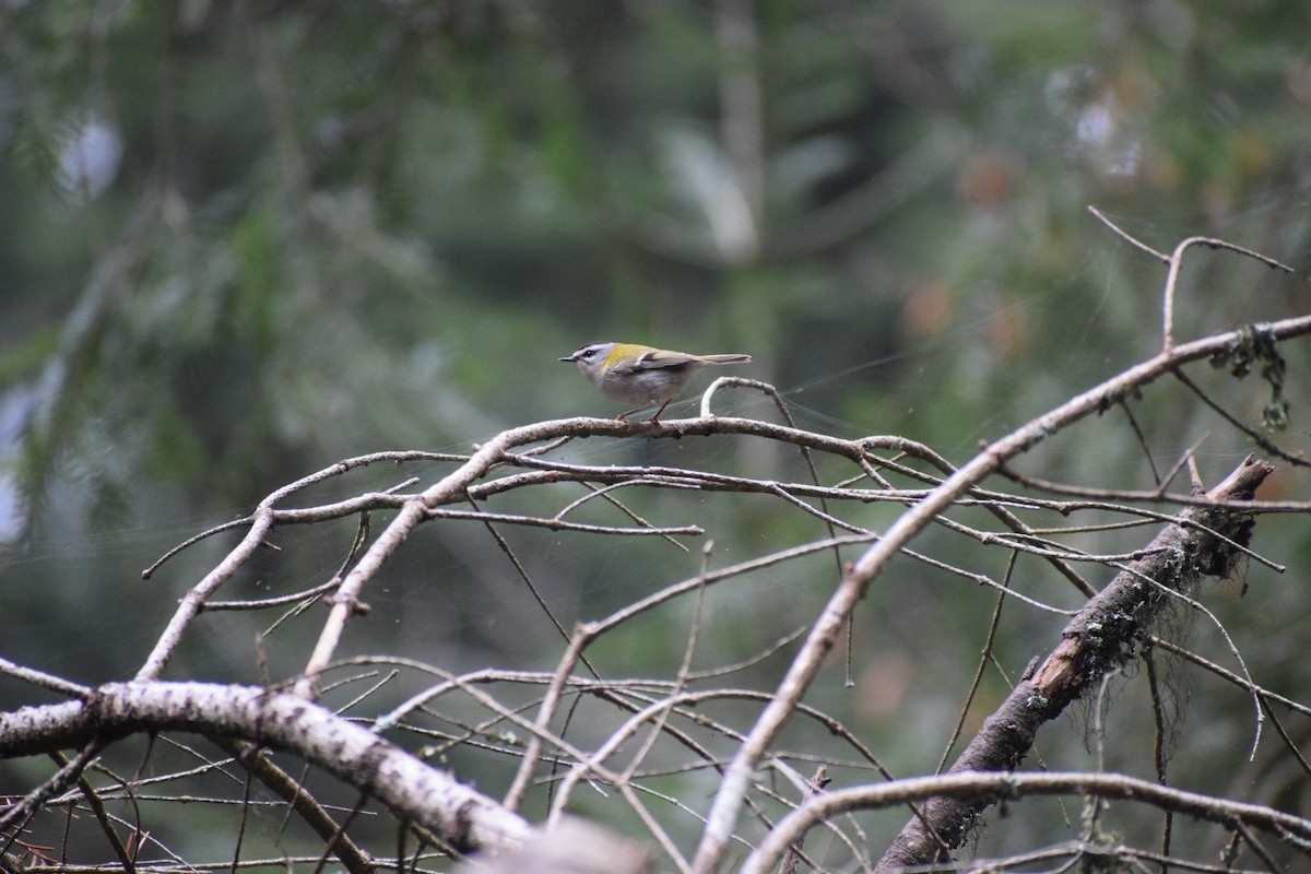 Common Firecrest - ML647895872