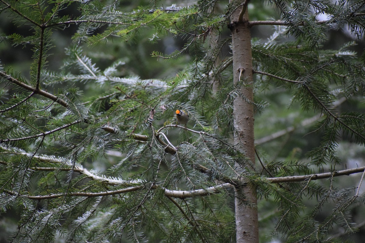 Common Firecrest - ML647895873