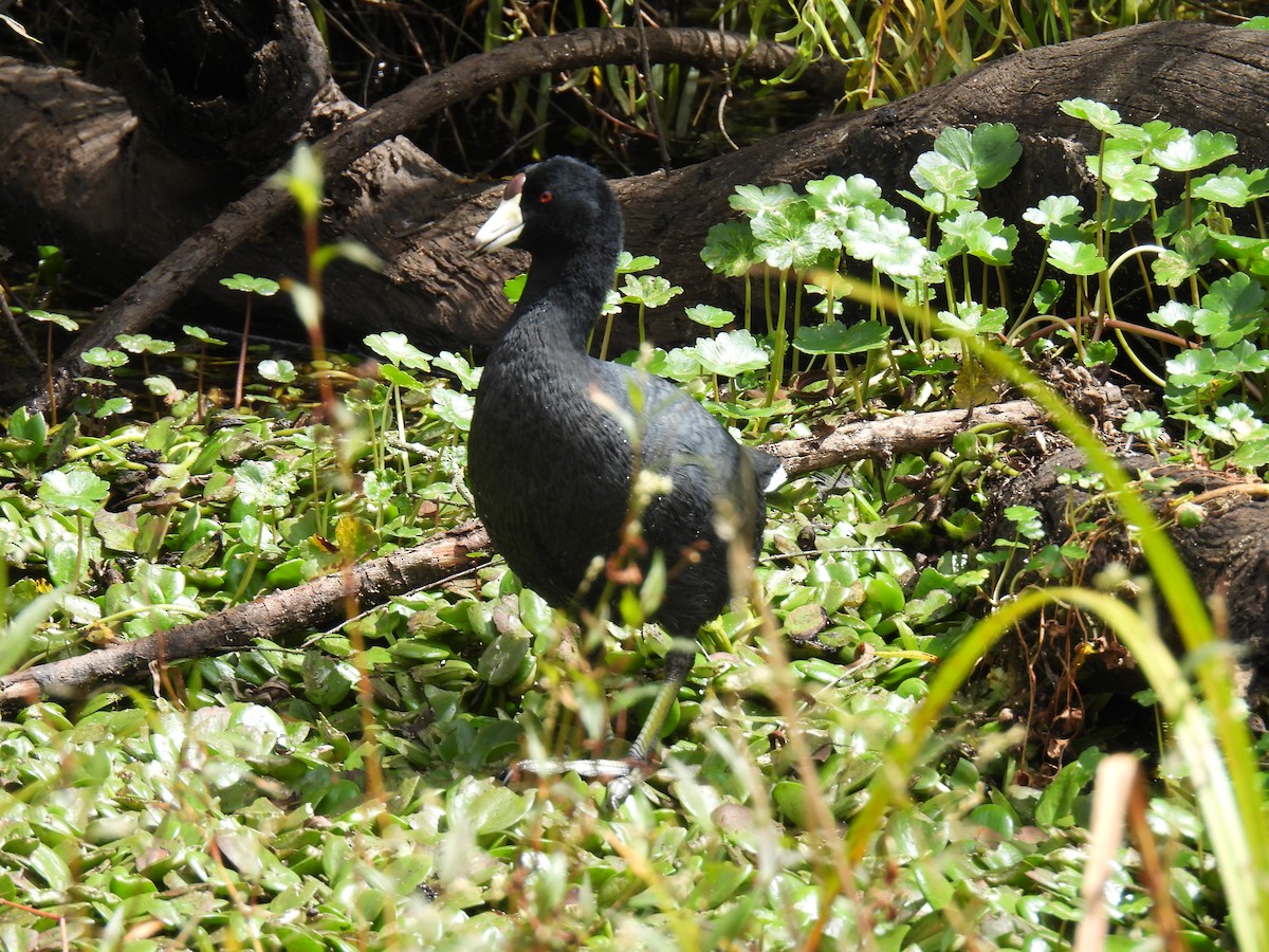 American Coot - ML647895874