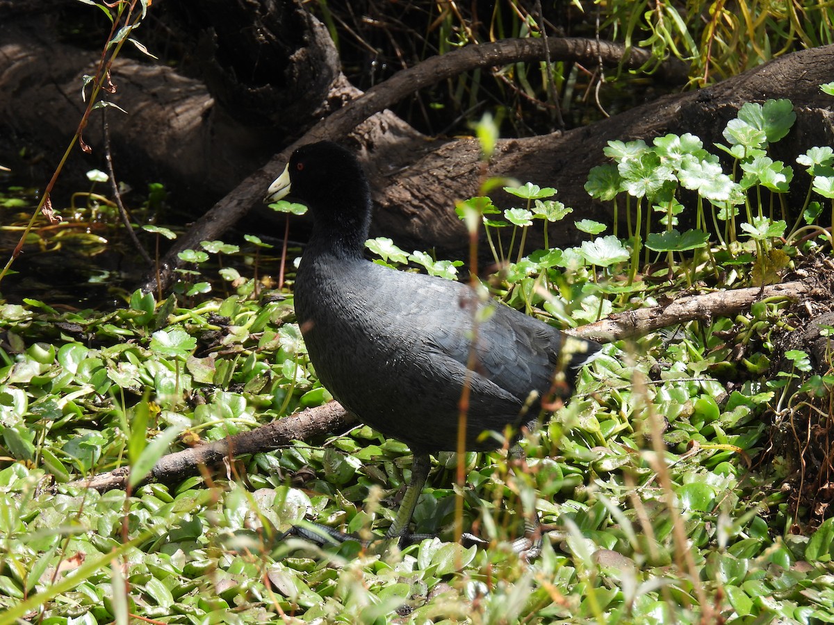 American Coot - ML647895875