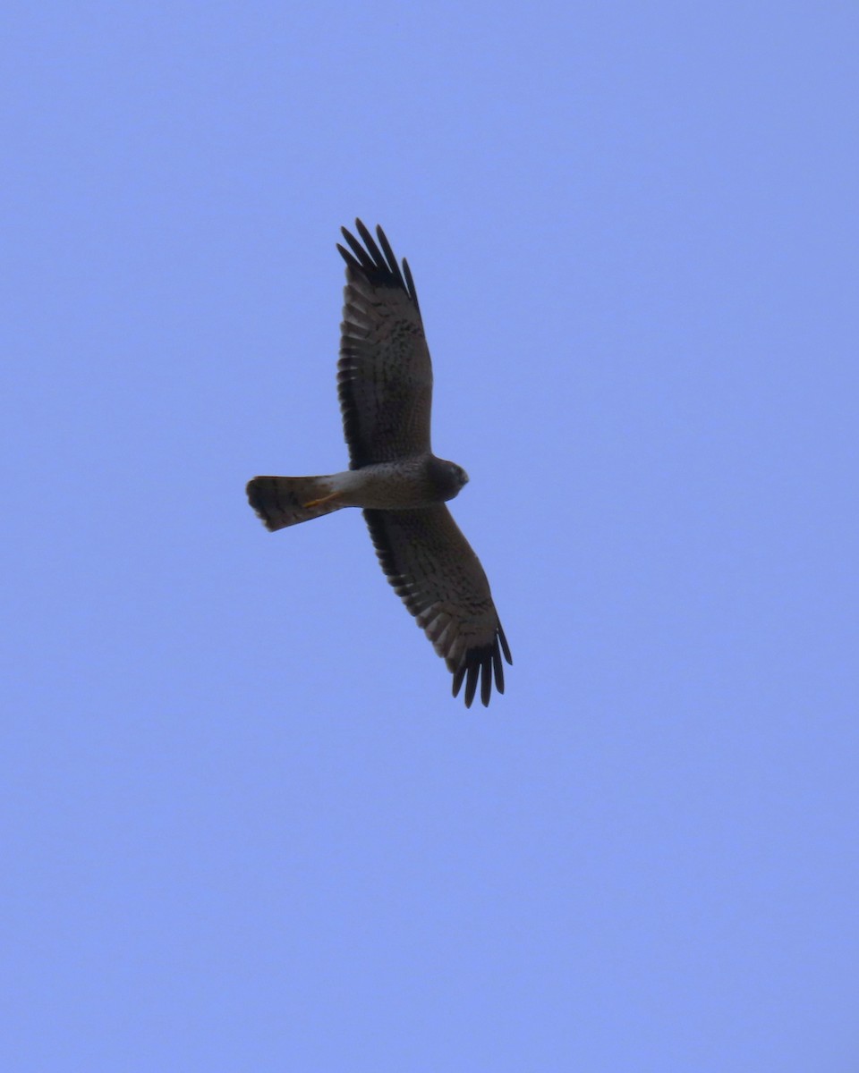 Northern Harrier - ML647895876