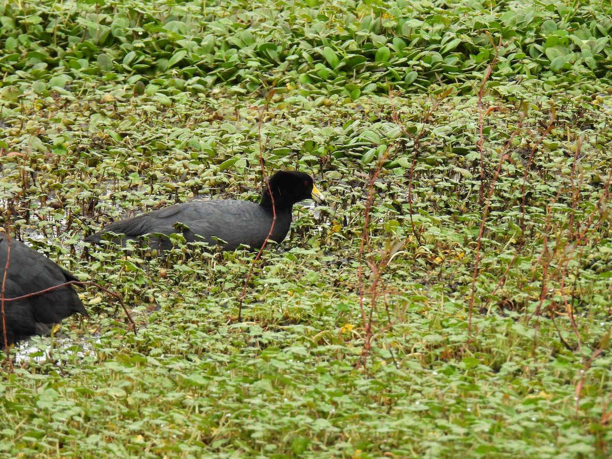 American Coot - ML647895877